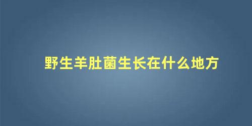 野生羊肚菌一般生长在哪里(野生羊肚菌都长在什么地方)